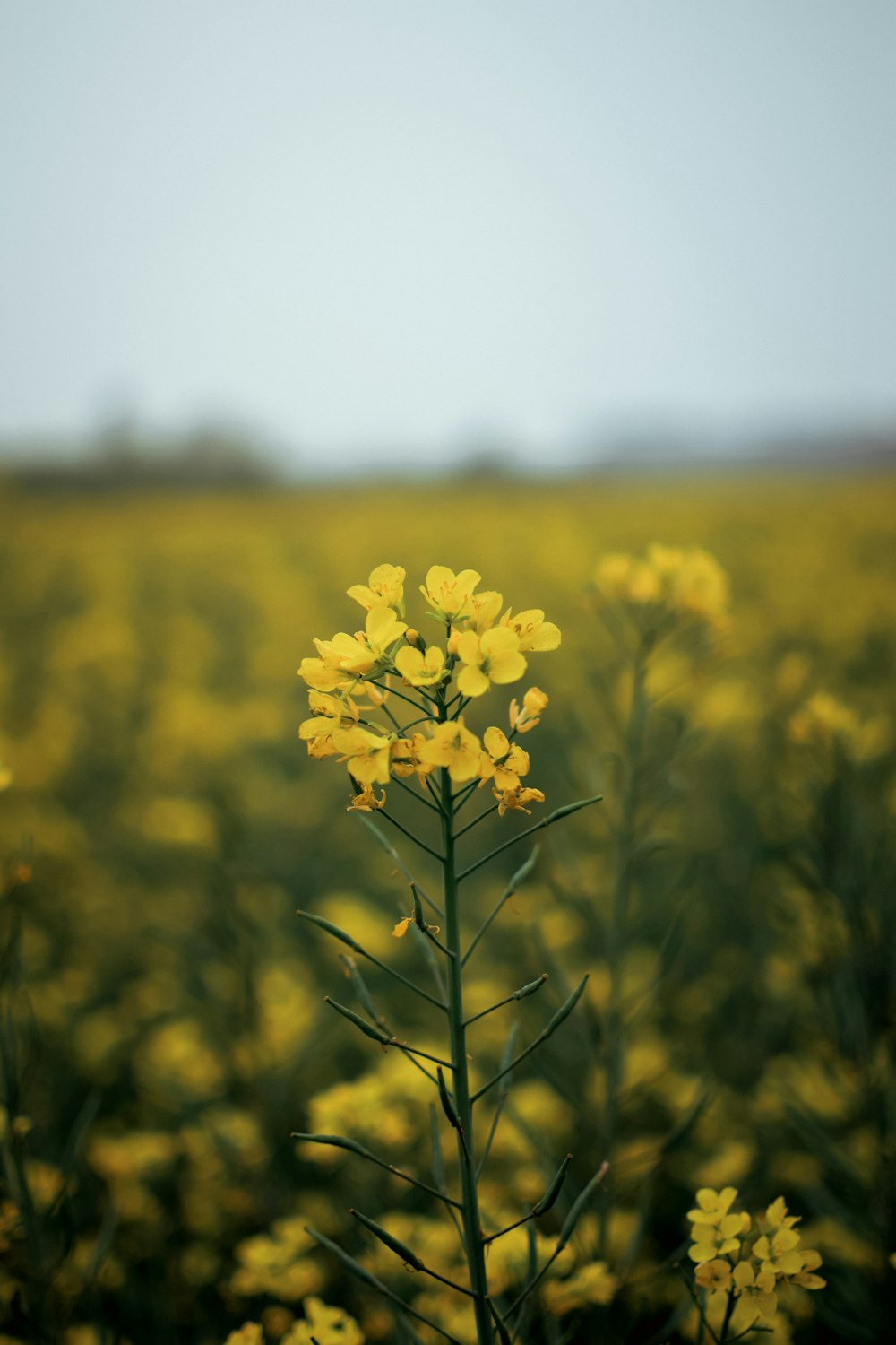 a yellow flower in a field of yellow flowers