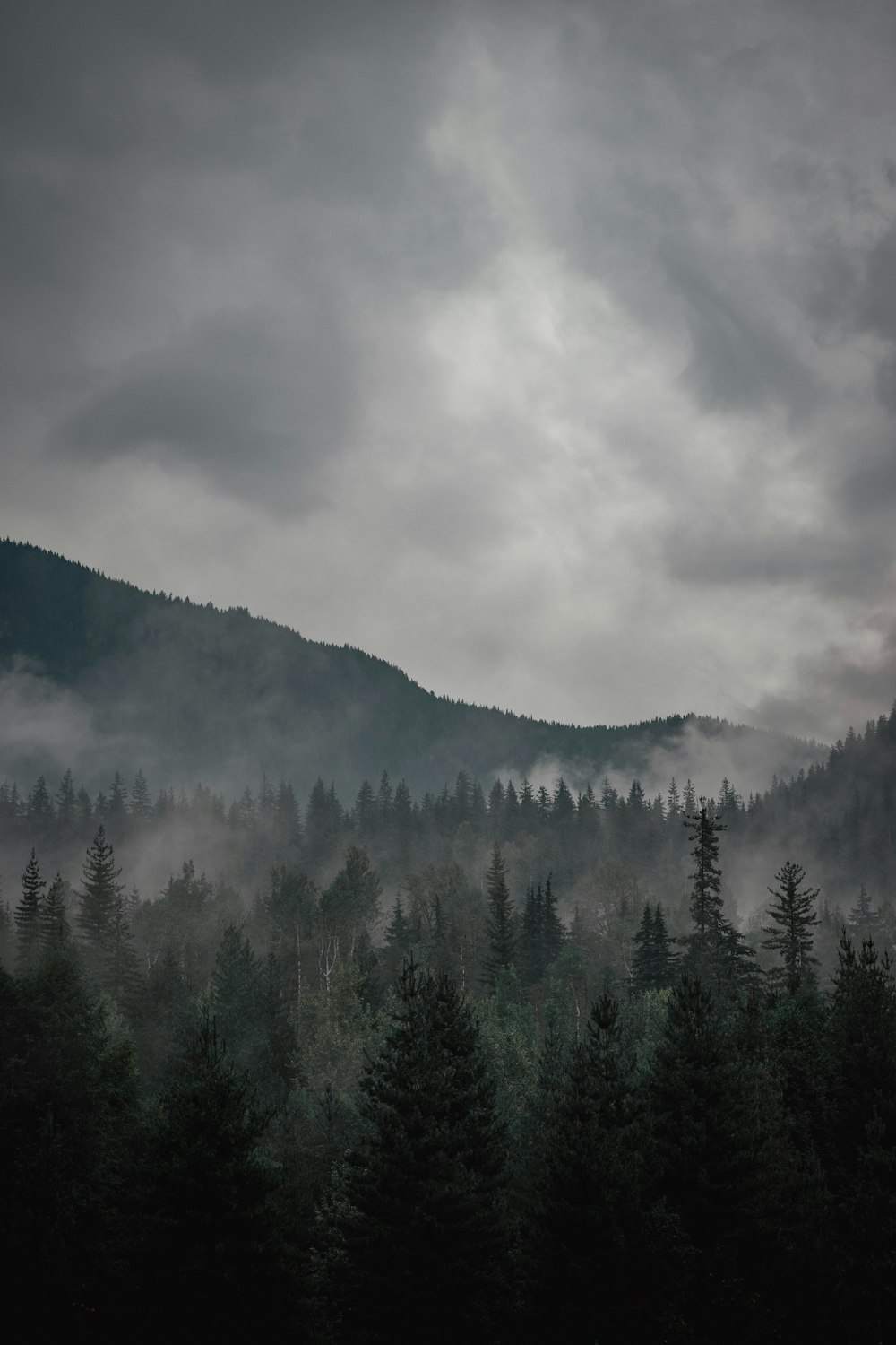 Una foresta piena di molti alberi sotto un cielo nuvoloso