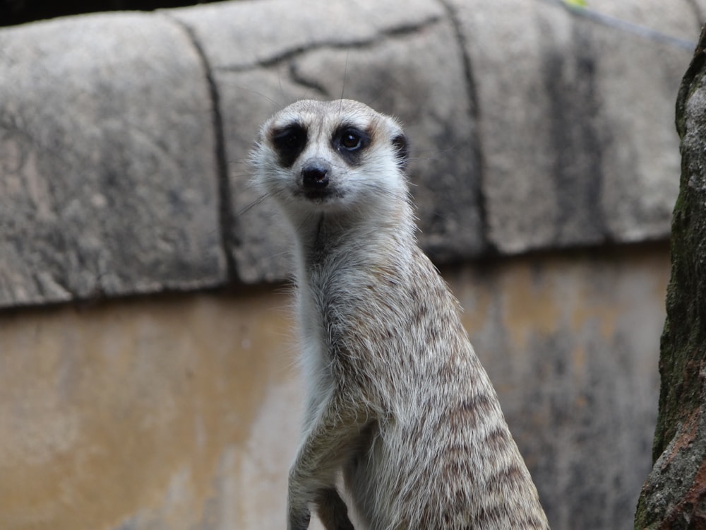 a meerkat standing on its hind legs on a rock