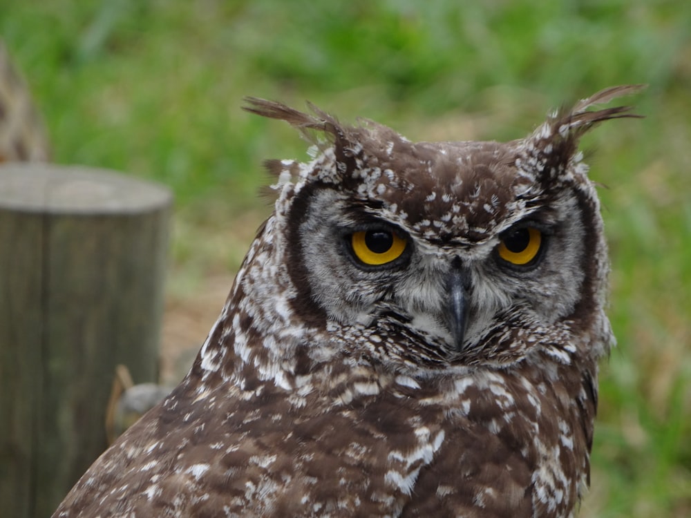 a close up of an owl near a fence