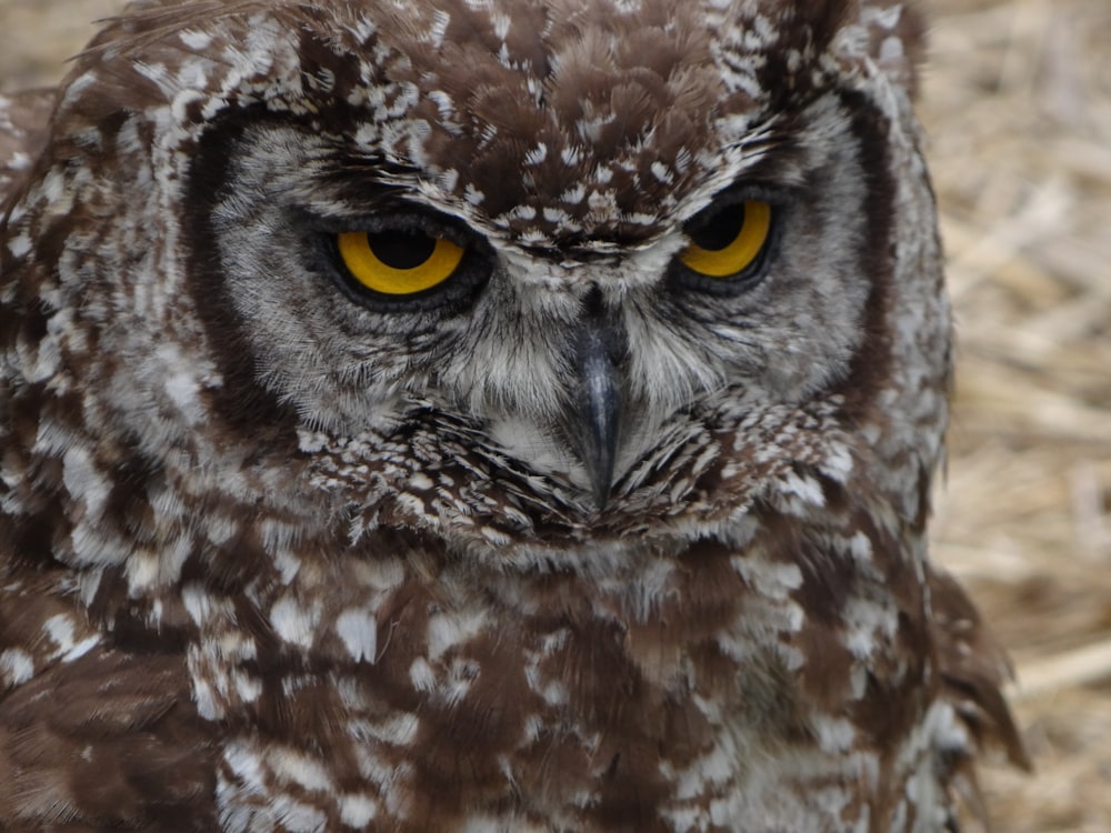 a close up of an owl with yellow eyes