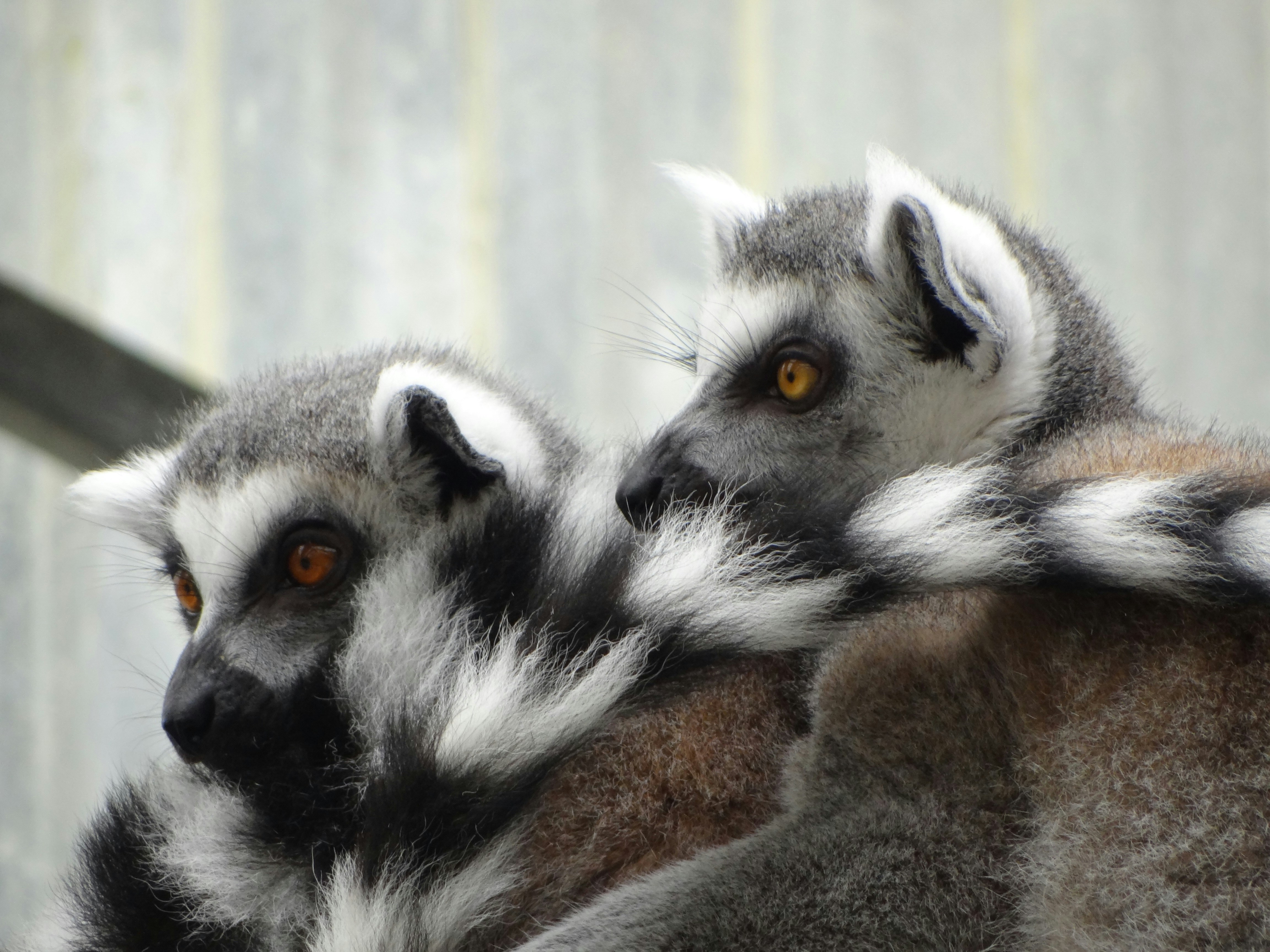 A couple of animals that are next to each other photo – Free South ...