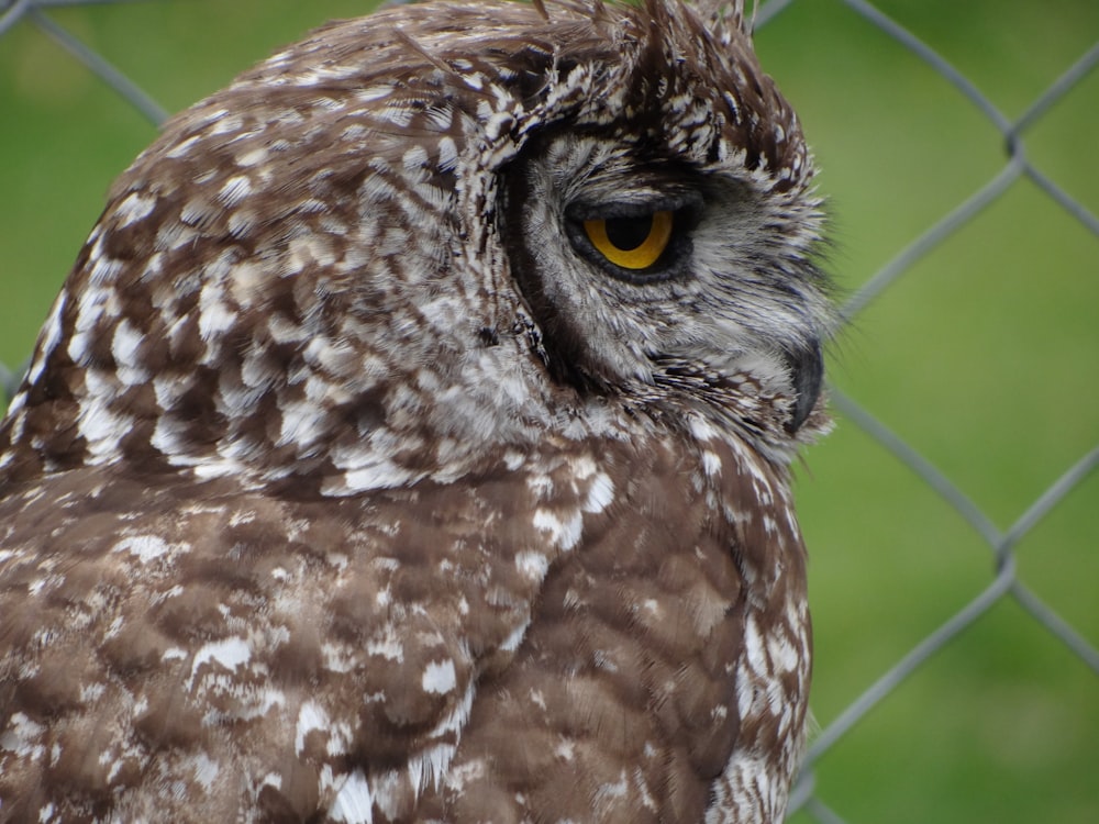 a close up of an owl on a chain link fence