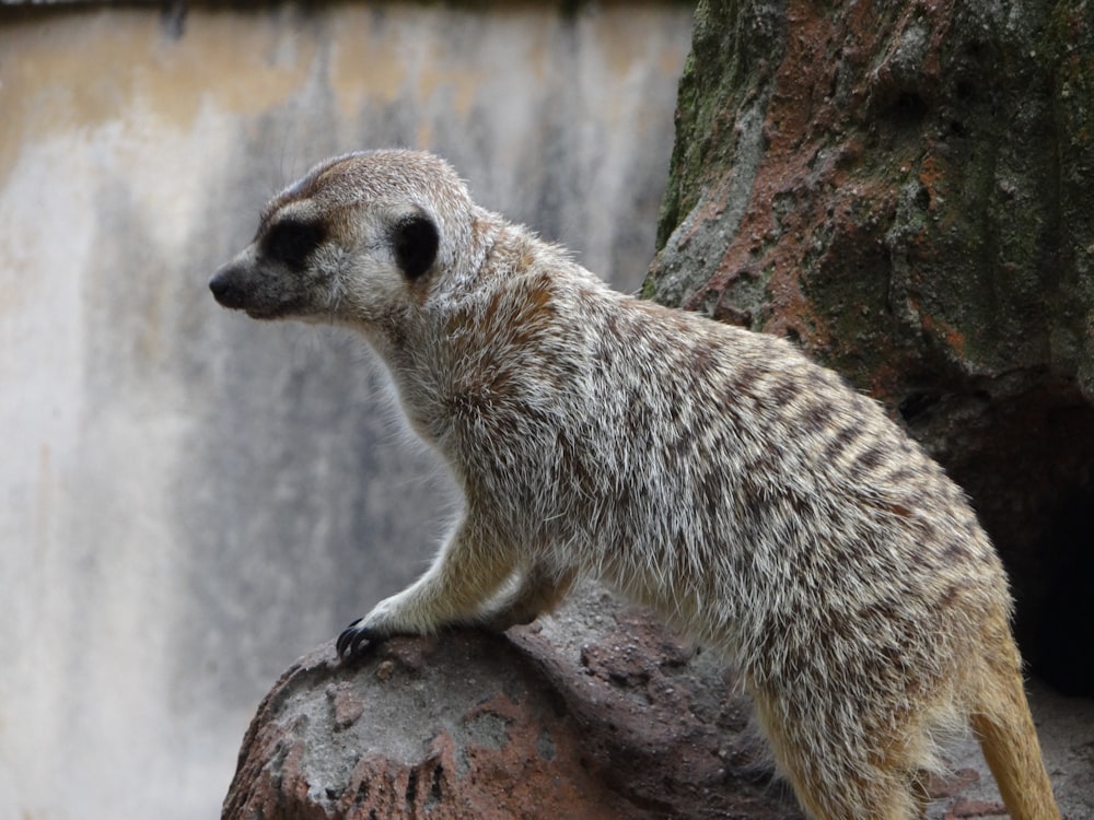 a meerkat standing on a rock in front of a waterfall