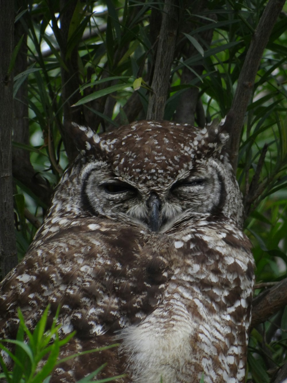 a close up of an owl sitting in a tree