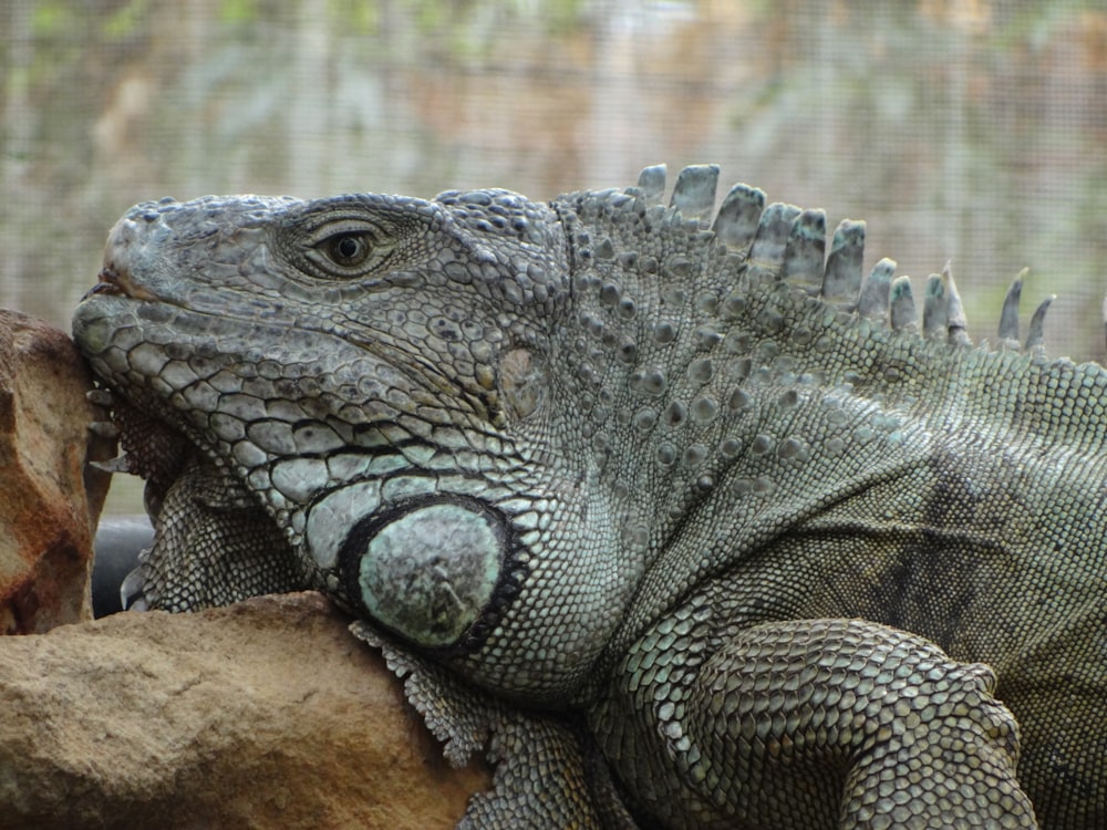 a close up of a large lizard on a rock