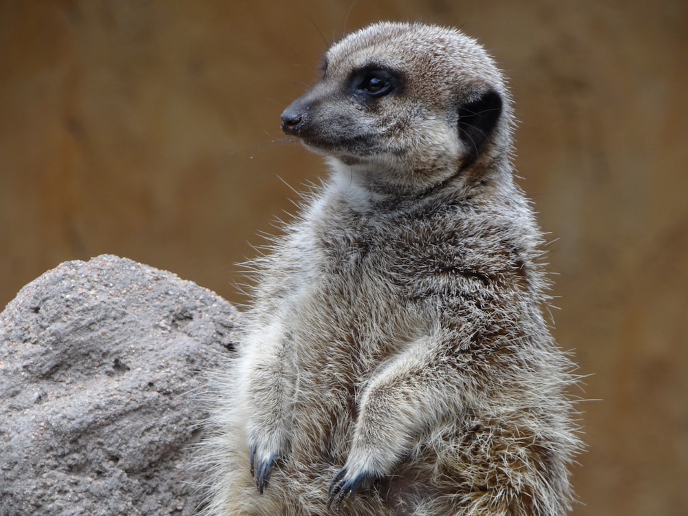 a small meerkat standing on its hind legs