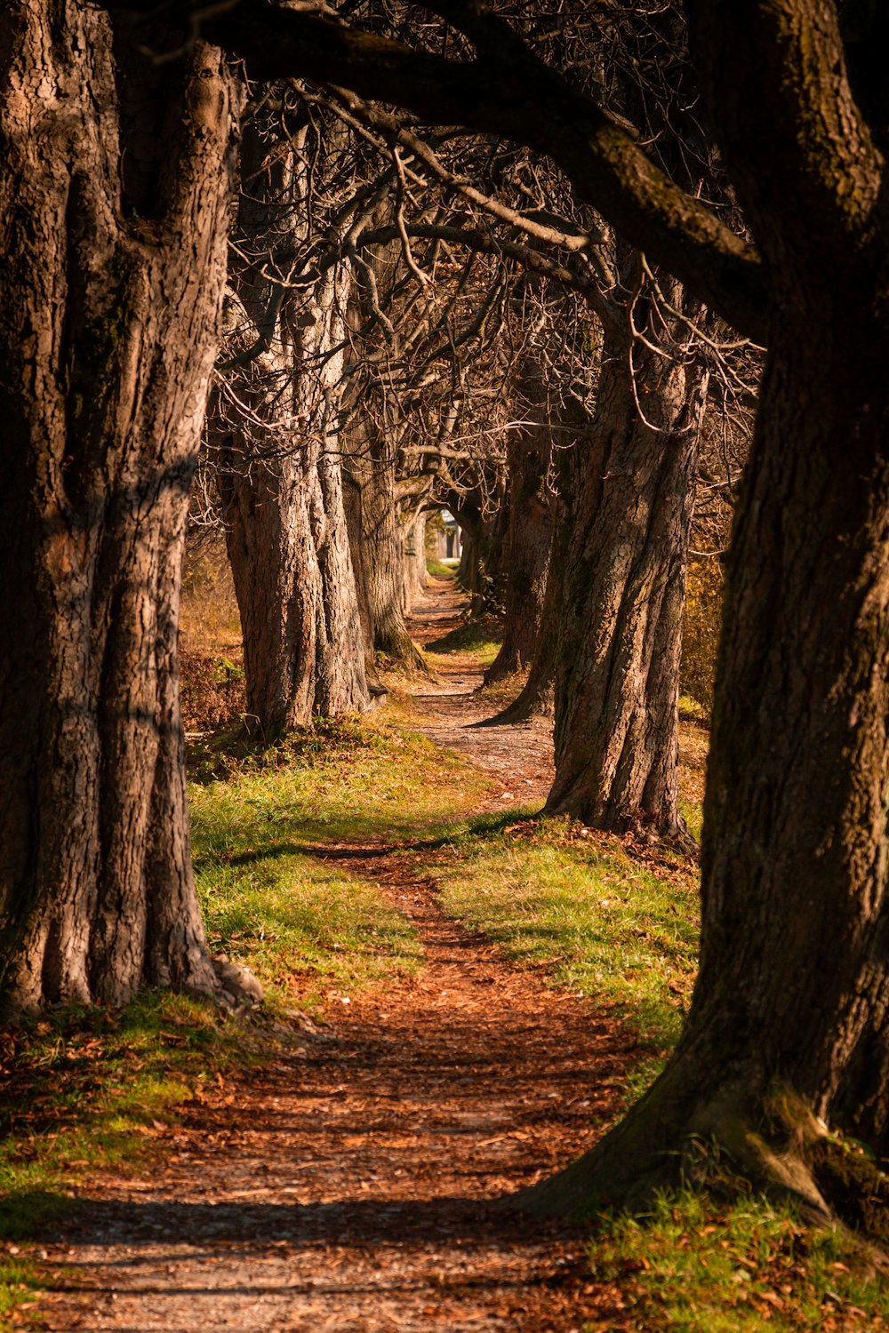 una strada sterrata circondata da alberi ed erba