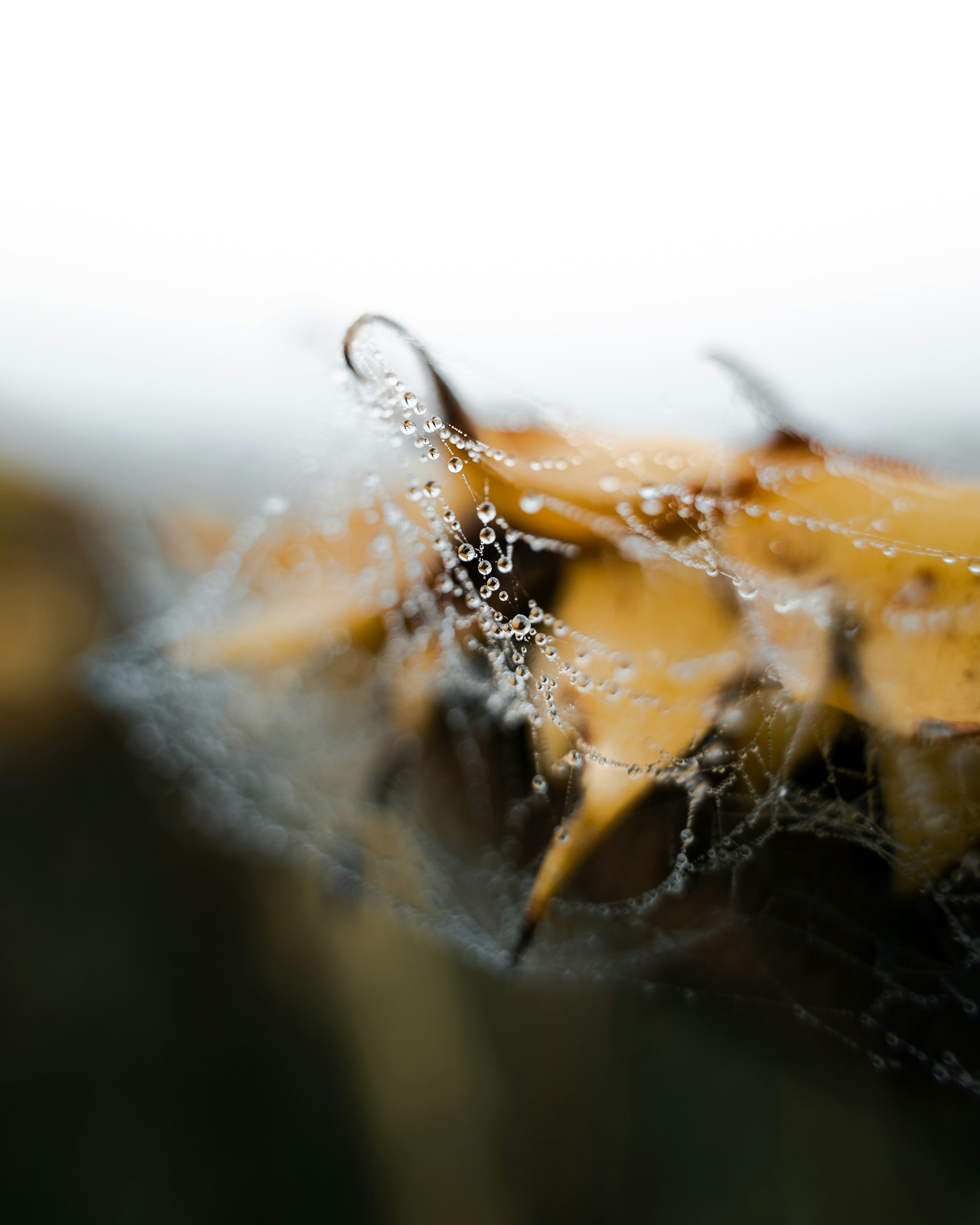 Photo by kirillpershin