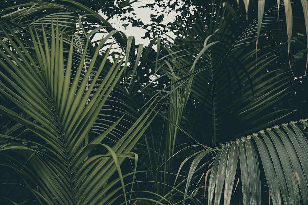 a group of palm trees with a sky background