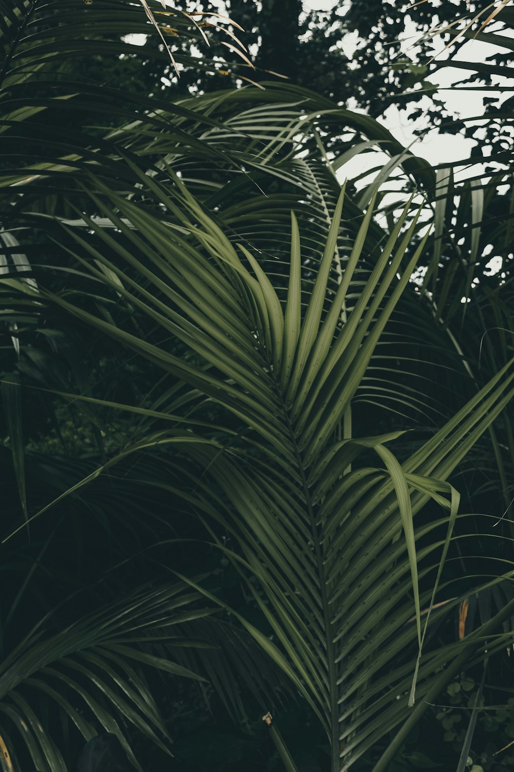 a close up of a palm tree with lots of leaves