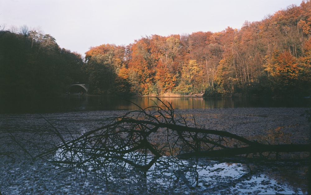 a fallen tree sitting in the middle of a lake