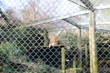 A well-designed lion enclosure with natural rock formations and shaded areas, showcasing secure barriers.