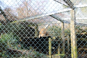 A well-designed lion enclosure with natural rock formations and shaded areas, showcasing secure barriers.