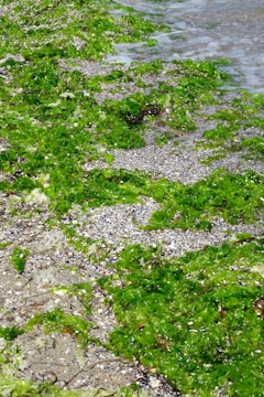 A coastal area with vibrant green seaweed and pebbles scattered along the shore. The natural growth creates a vivid contrast against the stony beach and the incoming tide.