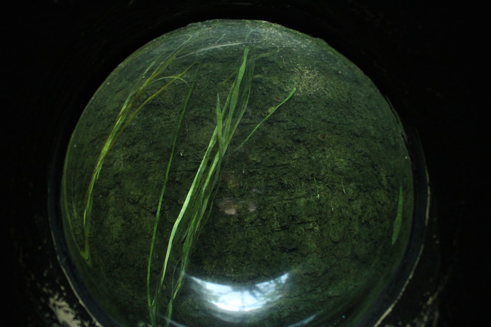 a close up of a glass bowl with grass in it