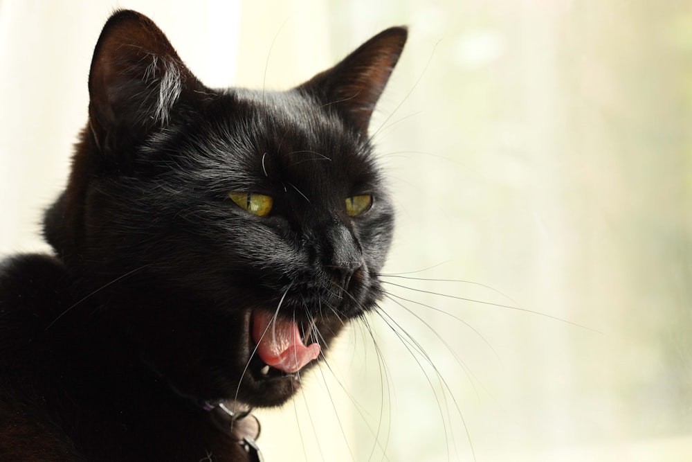 a close up of a black cat with its mouth open