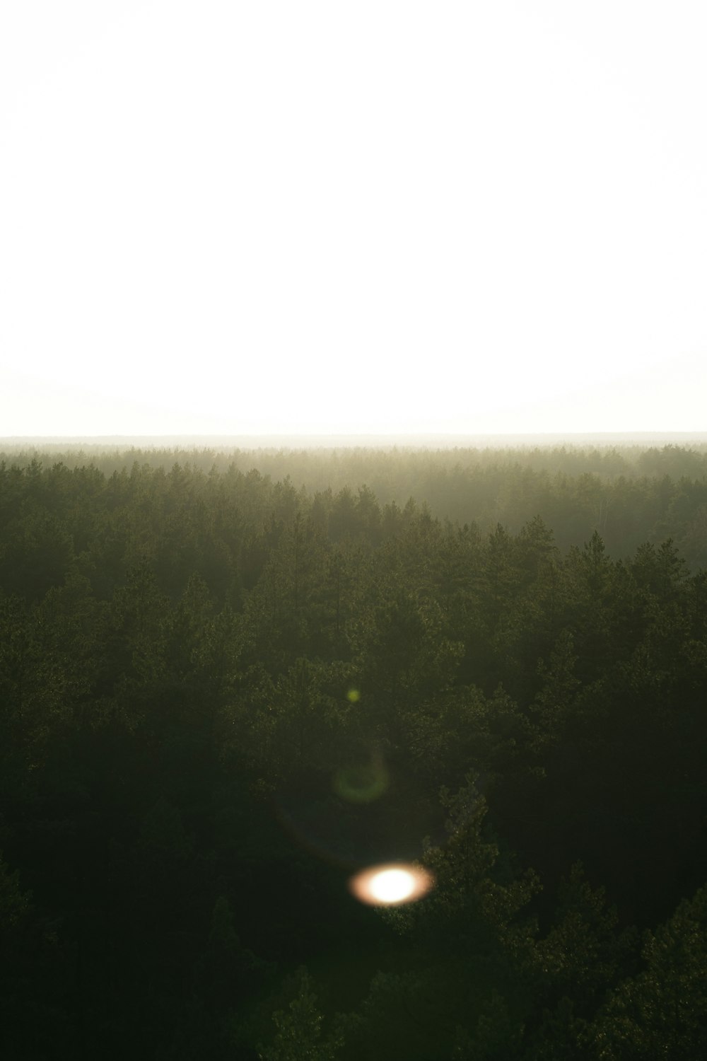 the sun is shining through the trees in the forest