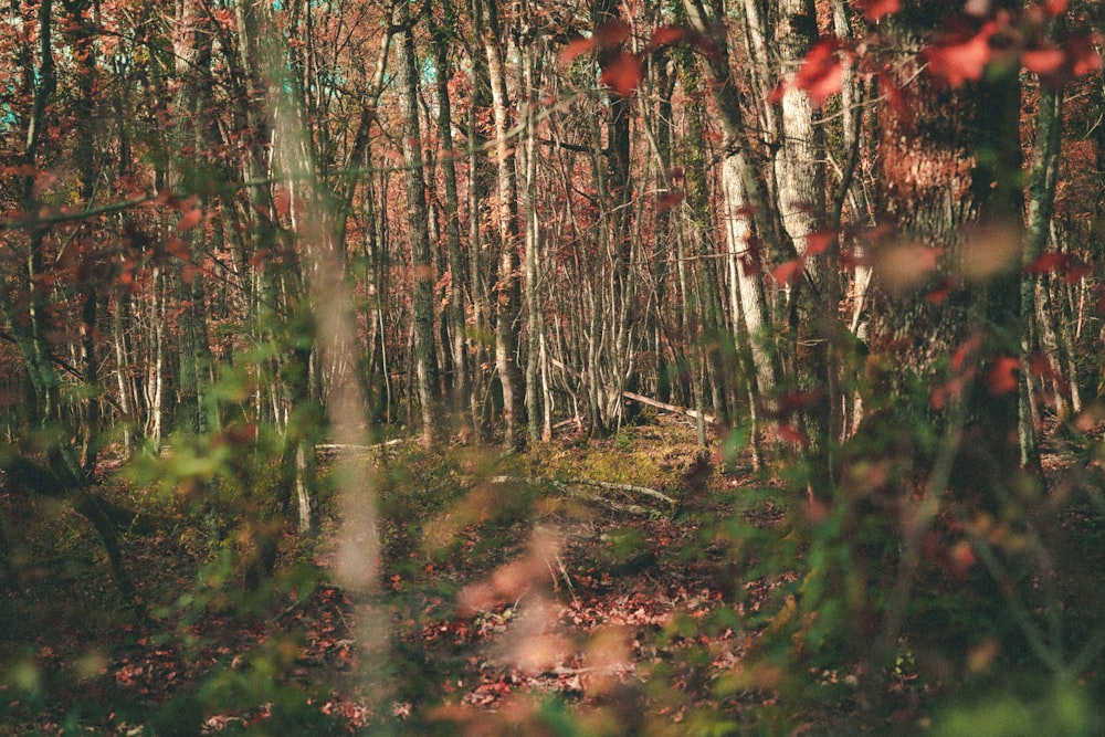 a forest filled with lots of trees covered in leaves