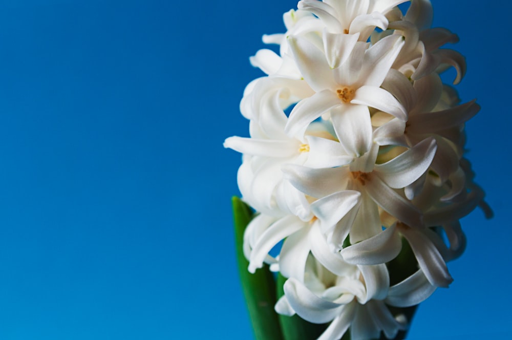 a bunch of white flowers sitting in a vase