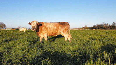 A healthy cow standing in a green pasture under clear skies