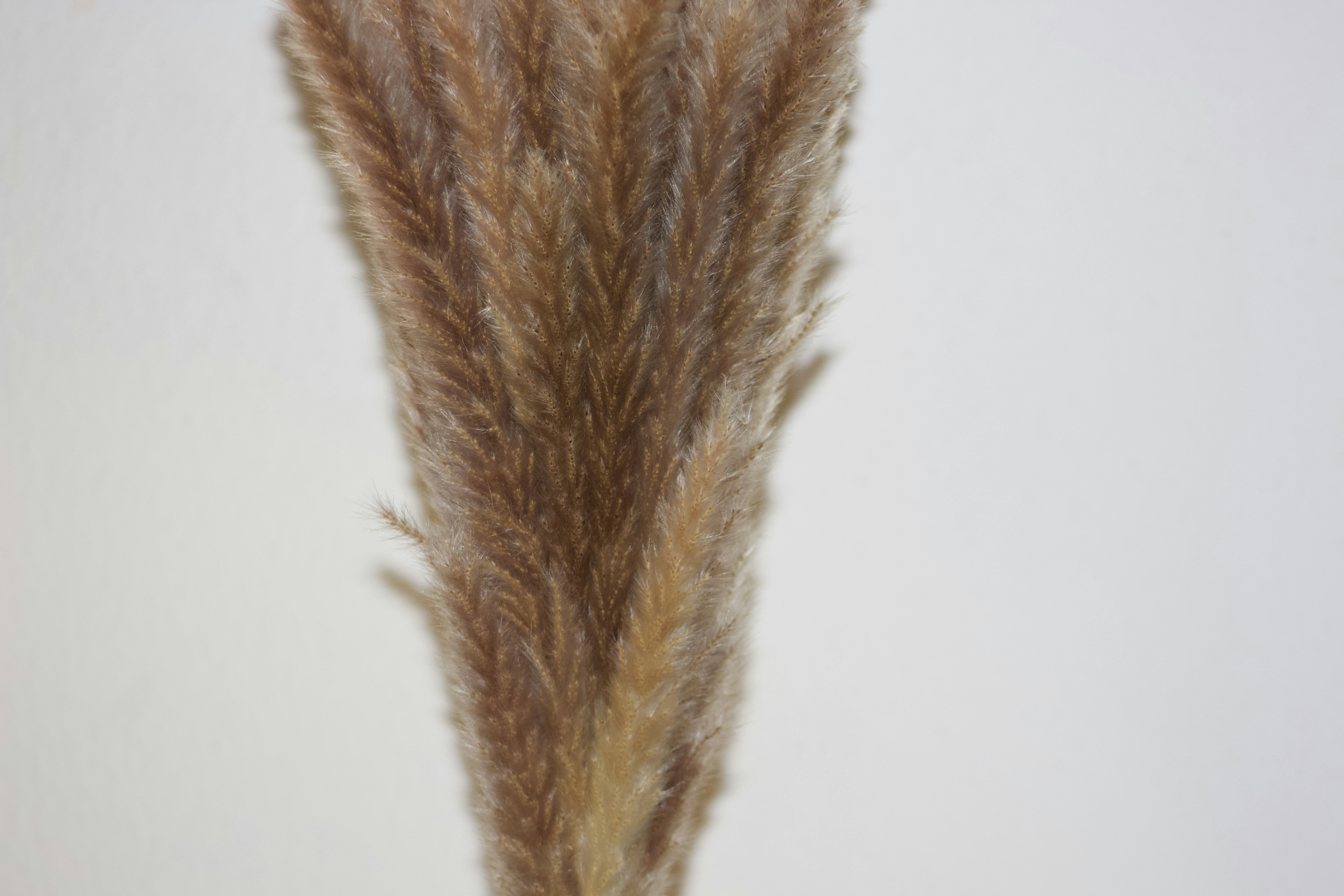 Bleached Pampas Grass