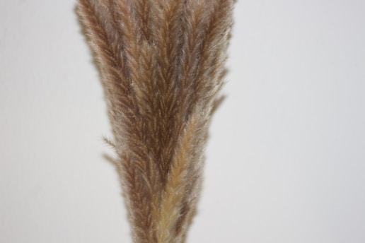 Close-up of soft bleached pampas grass stems bundled gently in creamy tones against a minimal white background.