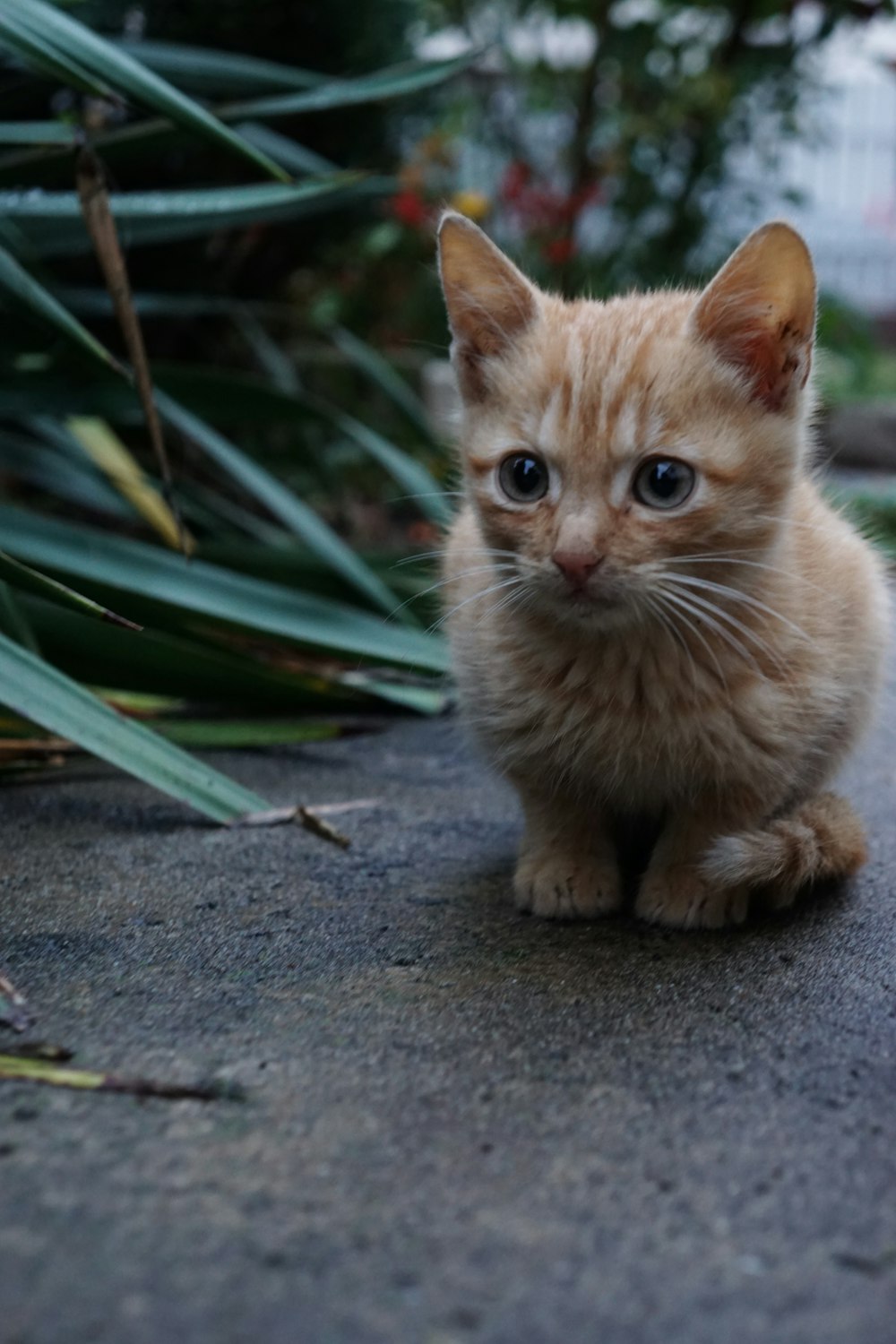 Ein kleines orangefarbenes Kätzchen sitzt auf einem Bürgersteig