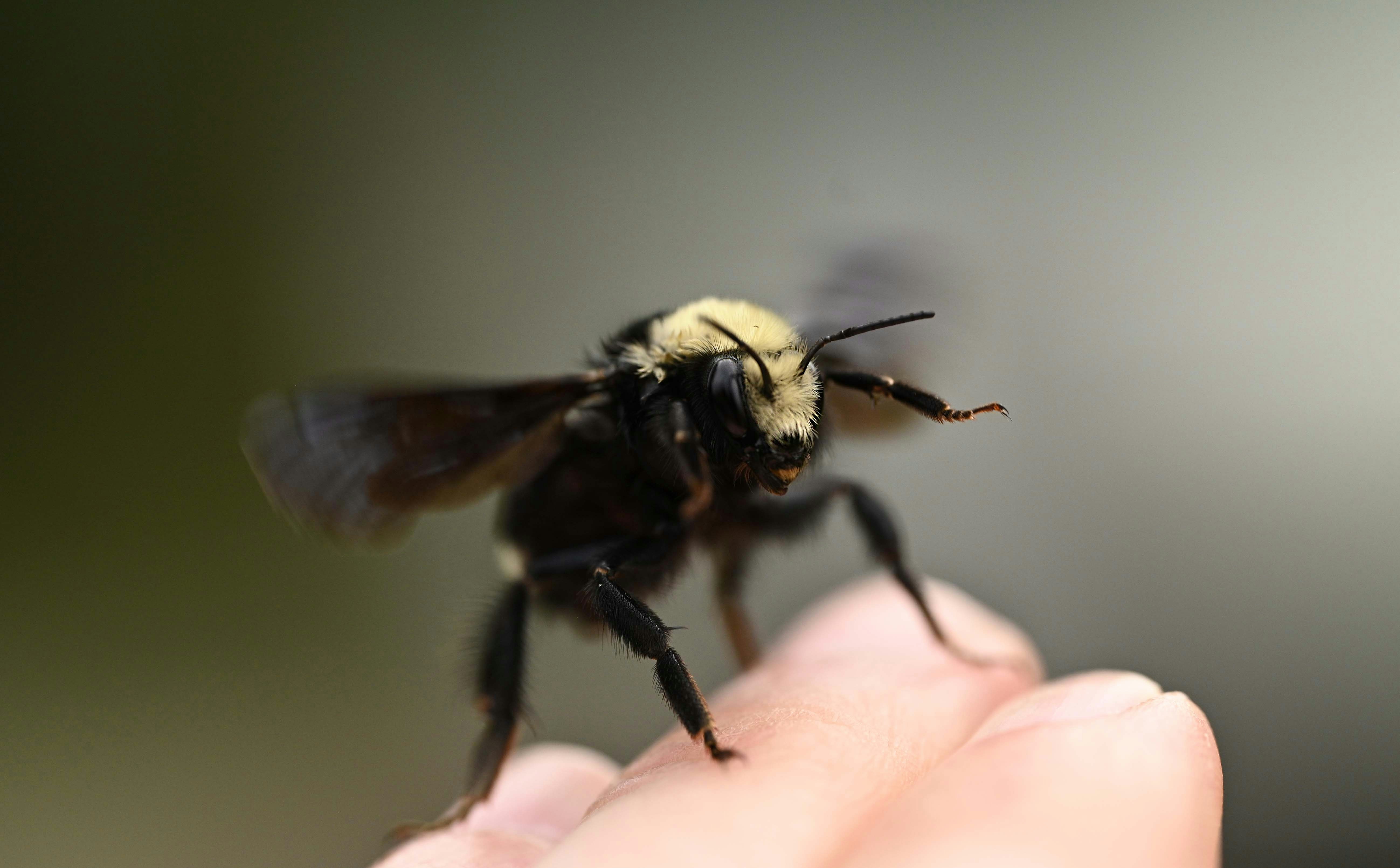 un gros plan d’une personne tenant une abeille
