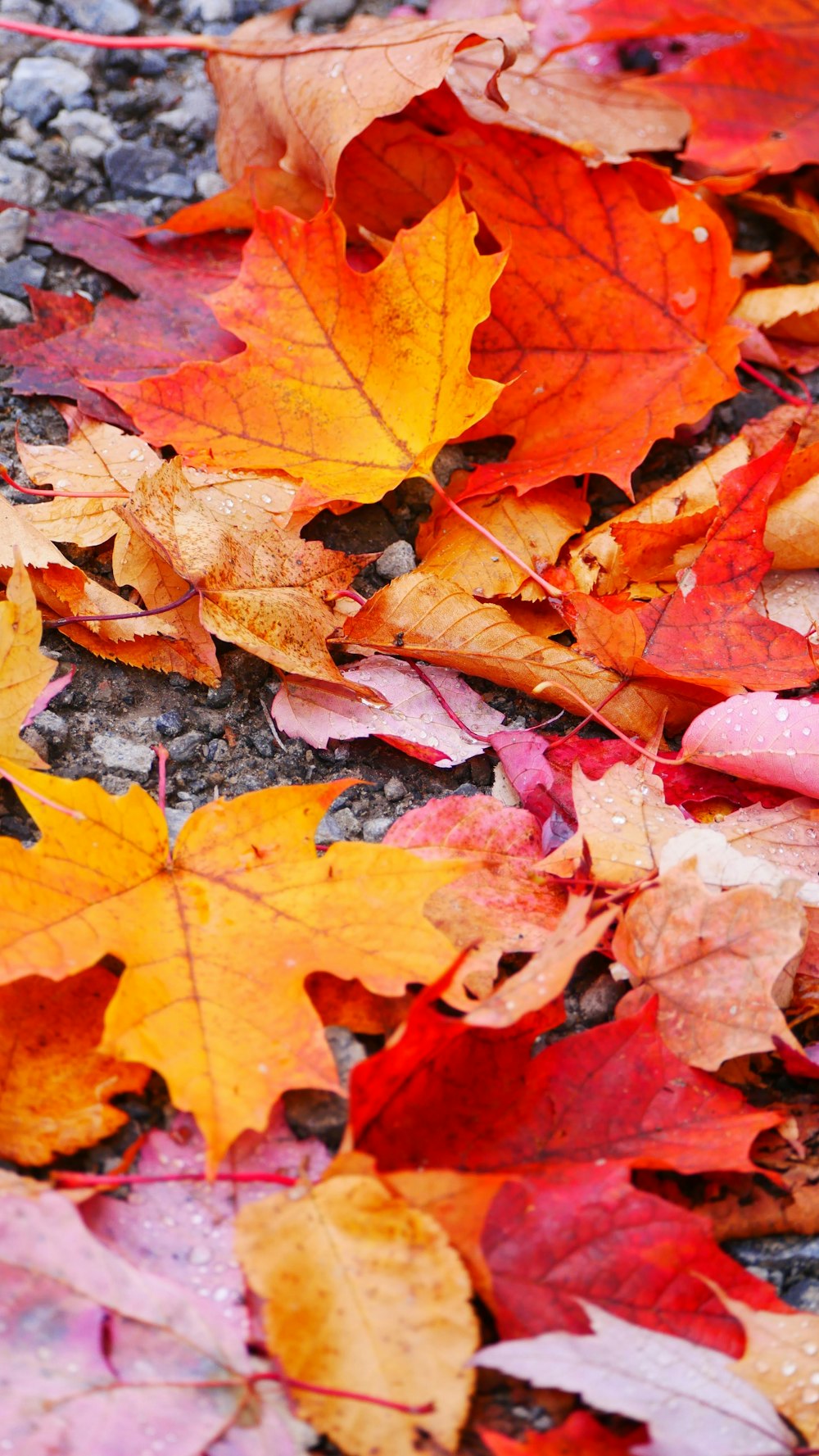 a bunch of leaves that are laying on the ground