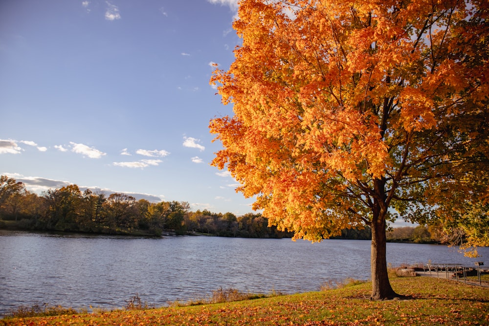 a tree that is next to a body of water