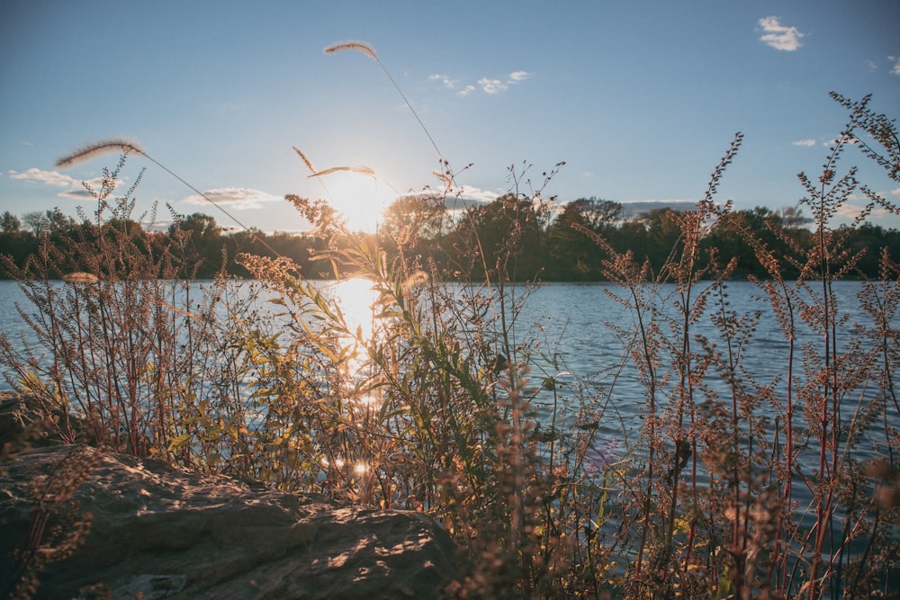 the sun is setting over a lake with tall grass