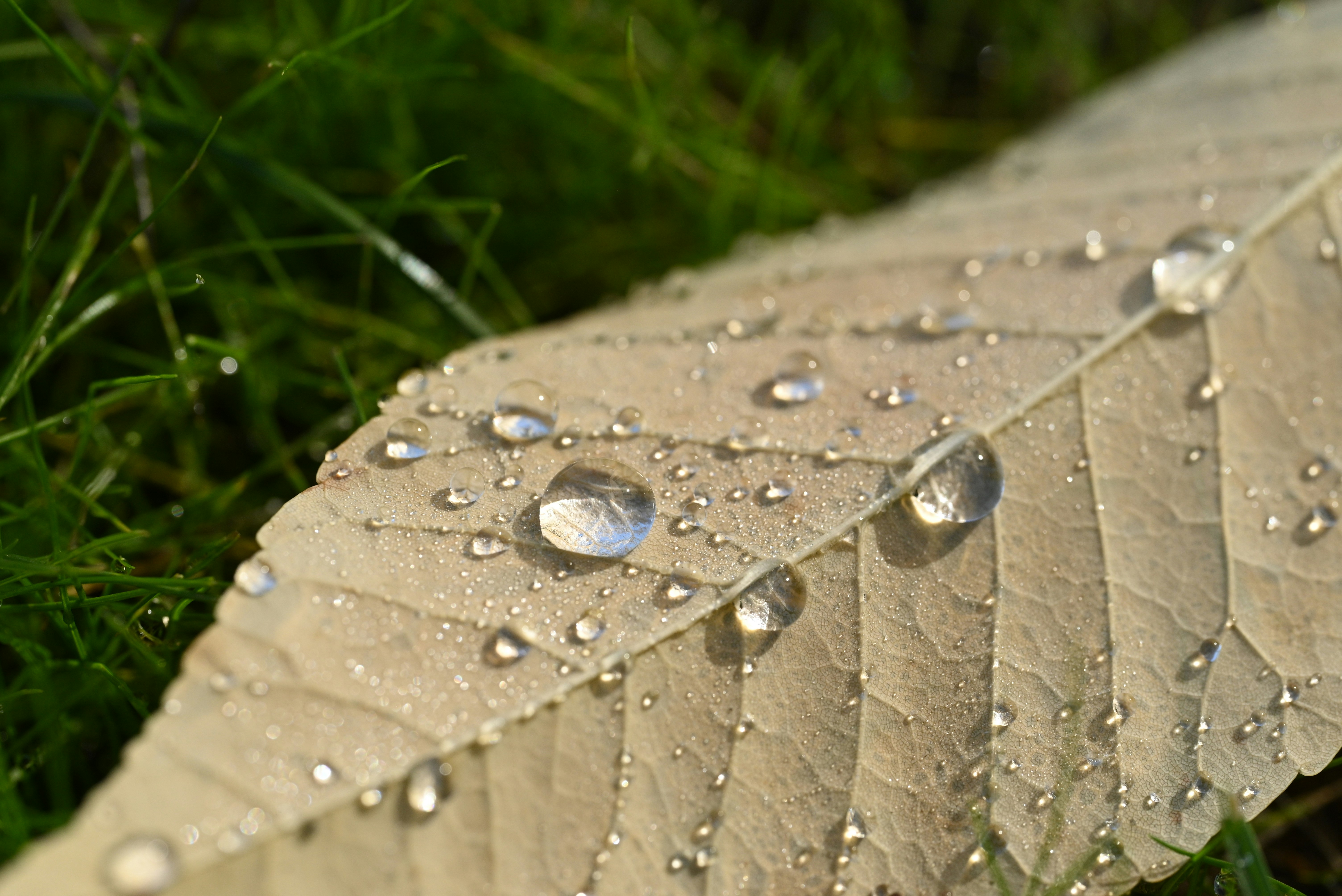 a leaf with drops of water on it