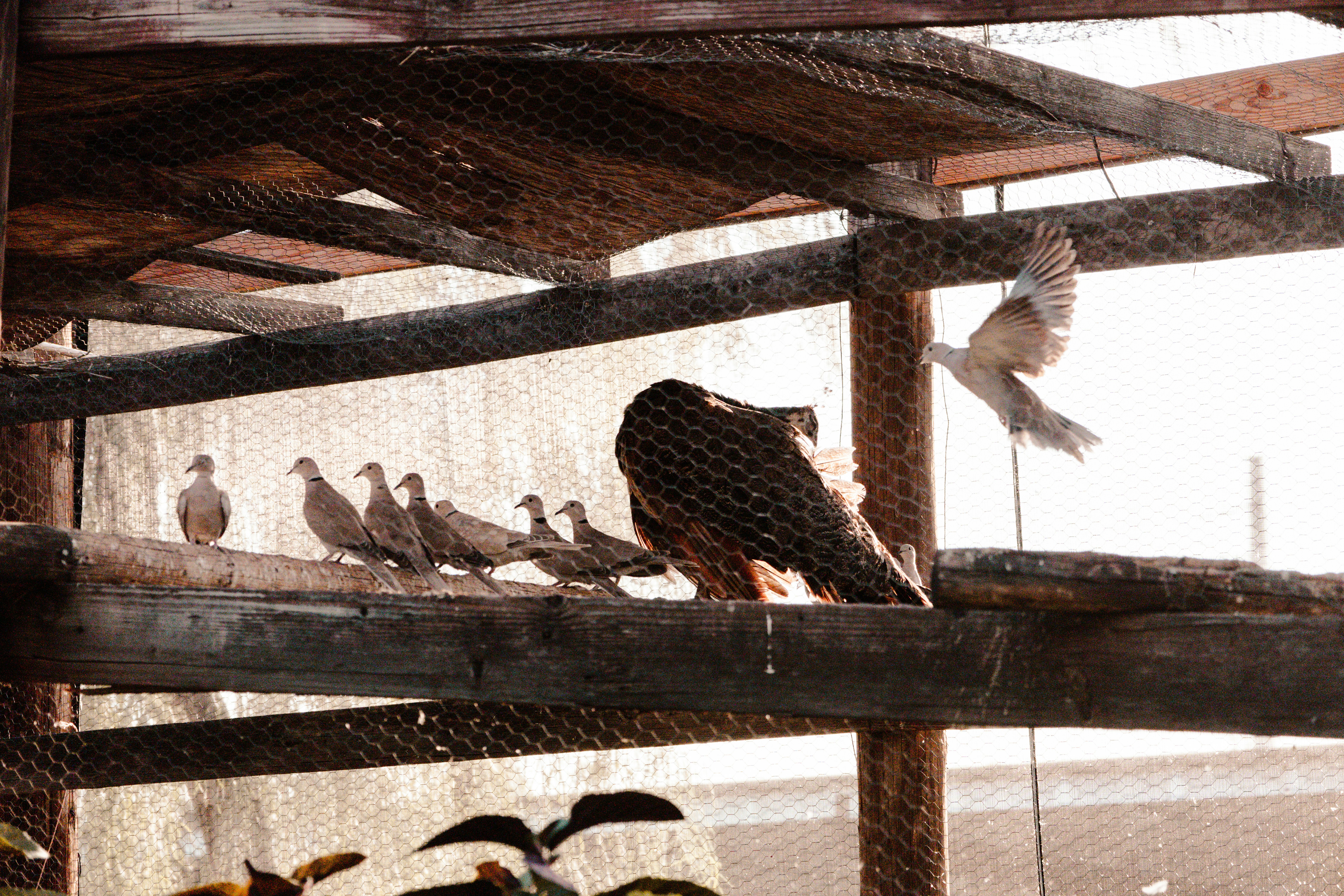 une volée d’oiseaux assis au sommet d’une structure en bois