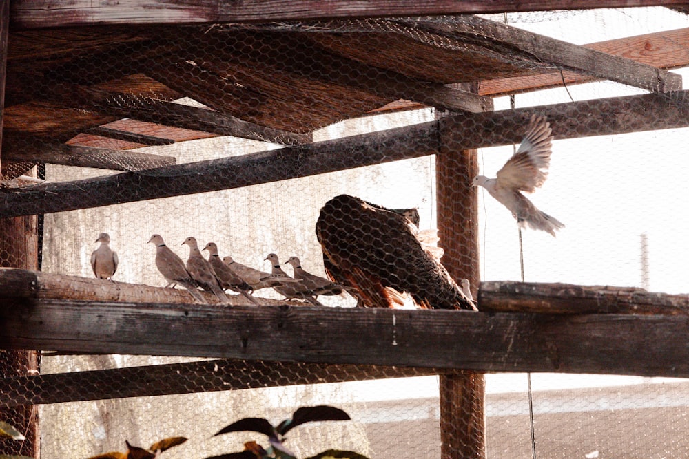 a flock of birds sitting on top of a wooden structure