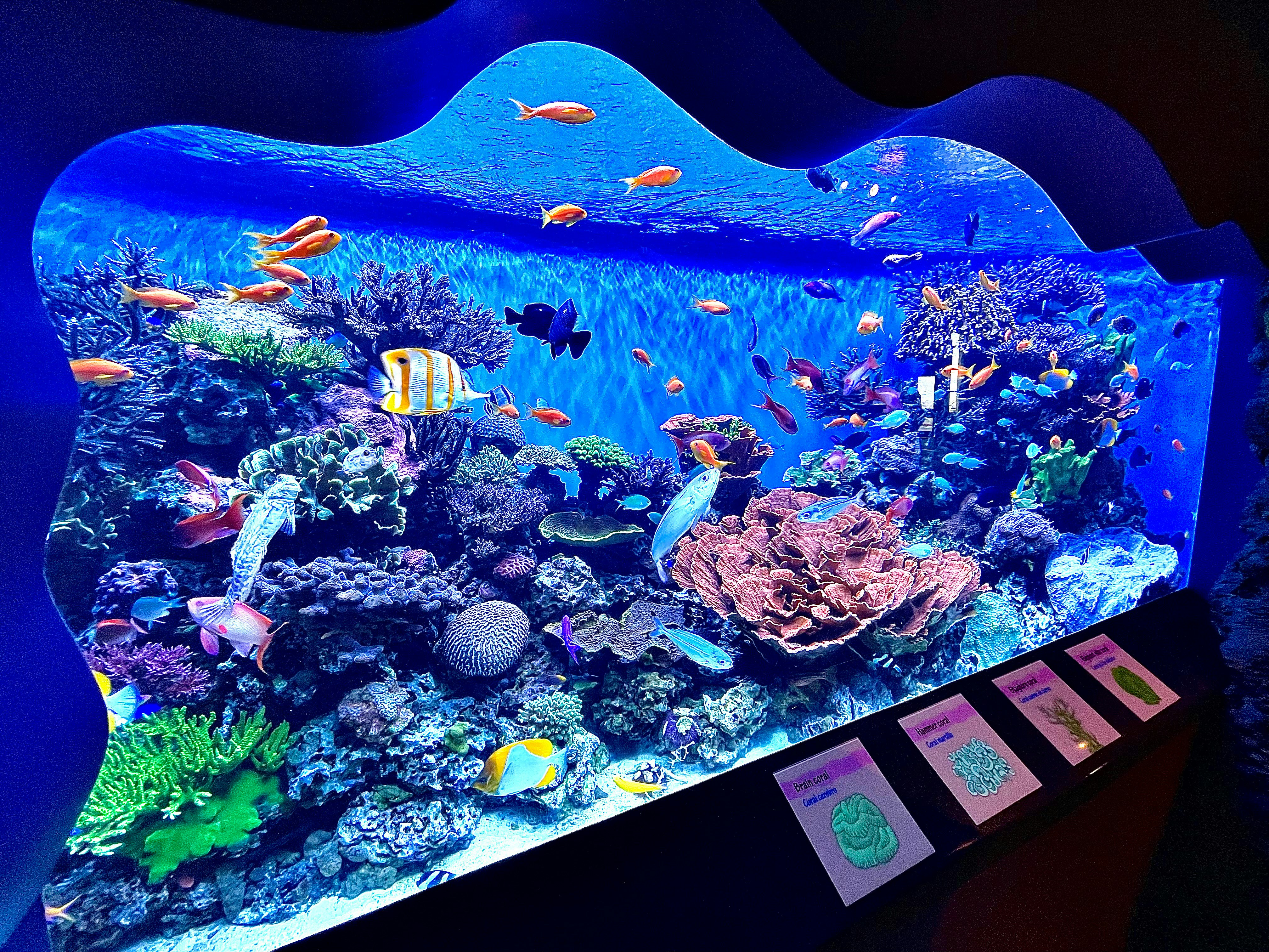 Underwater background