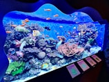 A vibrant aquarium display features a stunning array of colorful fish swimming among diverse coral formations. The scene is rich with marine life, including various species of fish such as angelfish and others with bright orange and yellow hues. Coral reefs of different sizes and shapes fill the tank, creating a dynamic underwater environment.