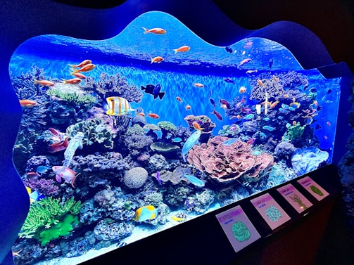 A vibrant aquarium display features a stunning array of colorful fish swimming among diverse coral formations. The scene is rich with marine life, including various species of fish such as angelfish and others with bright orange and yellow hues. Coral reefs of different sizes and shapes fill the tank, creating a dynamic underwater environment.