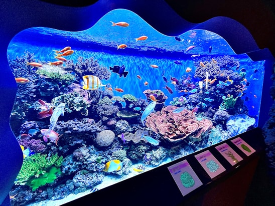 A vibrant display of saltwater fish and corals in the Vero Beach Aquarium.