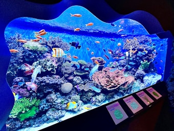 A vibrant aquarium display features a stunning array of colorful fish swimming among diverse coral formations. The scene is rich with marine life, including various species of fish such as angelfish and others with bright orange and yellow hues. Coral reefs of different sizes and shapes fill the tank, creating a dynamic underwater environment.
