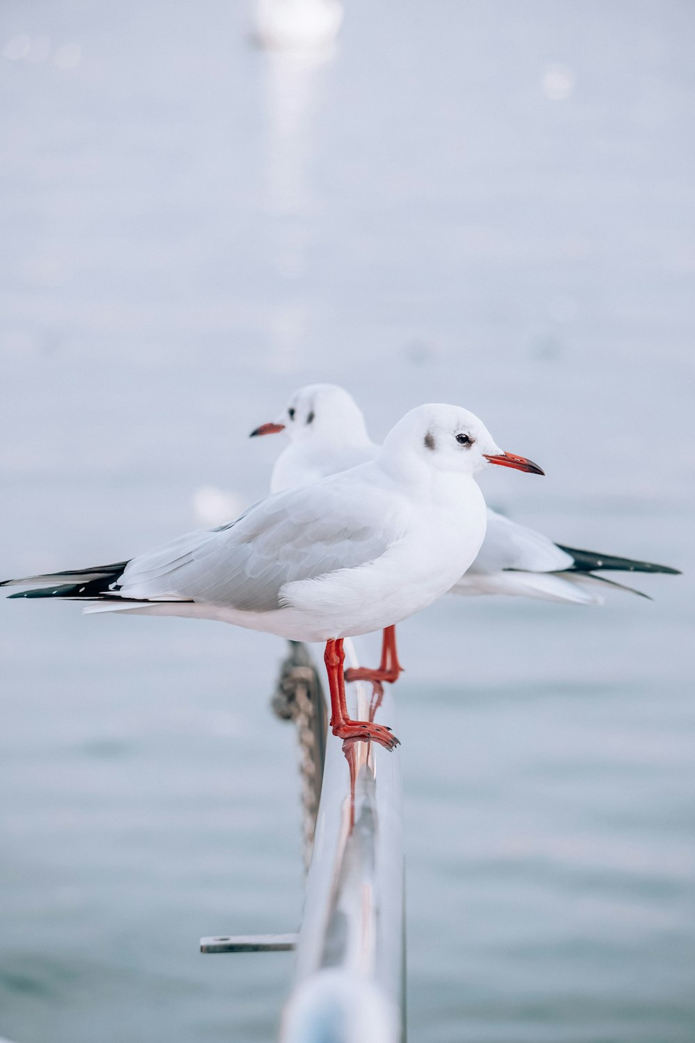 two seagulls are standing on a pole near the water