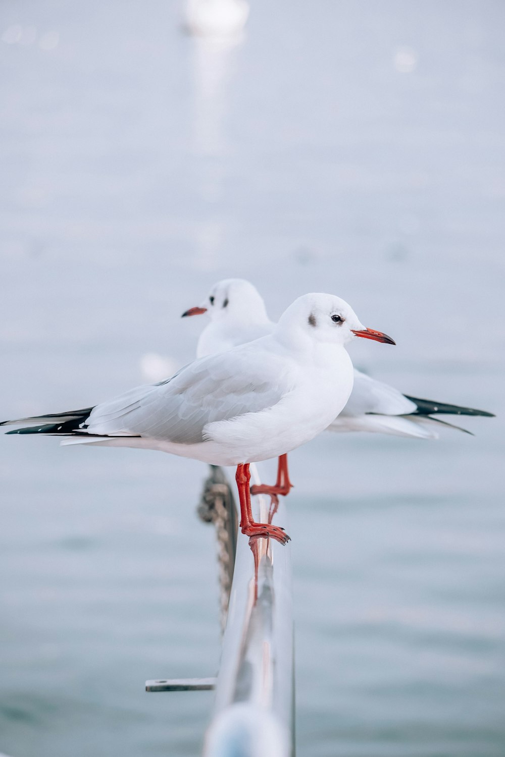 duas gaivotas estão de pé em um poste perto da água