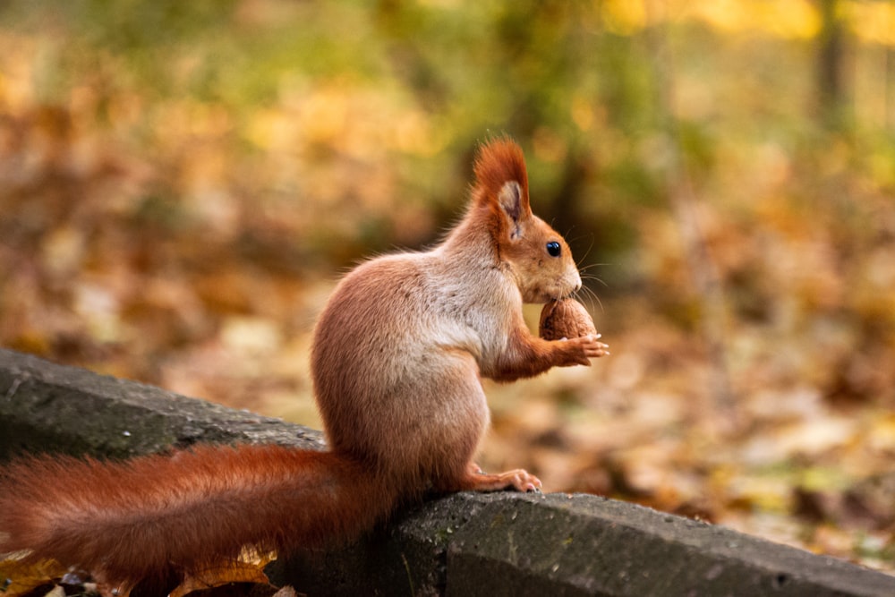 a red squirrel sitting on top of a wooden bench