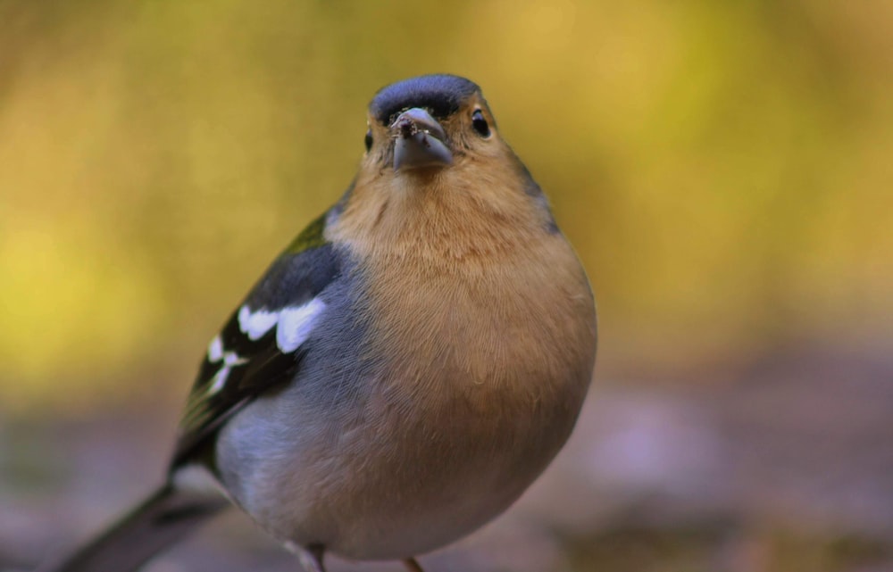 a small bird is standing on a branch