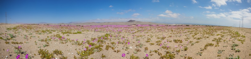 Colorful desert wildflowers spread across sandy terrain in Saudi Arabia.