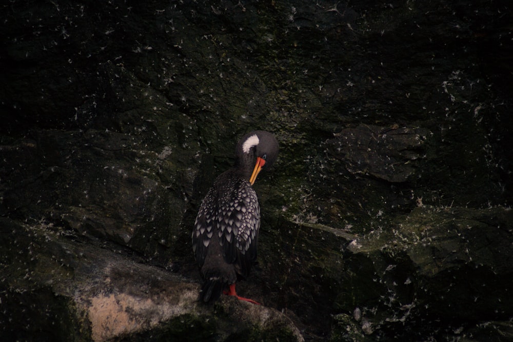 a black and white bird sitting on a rock