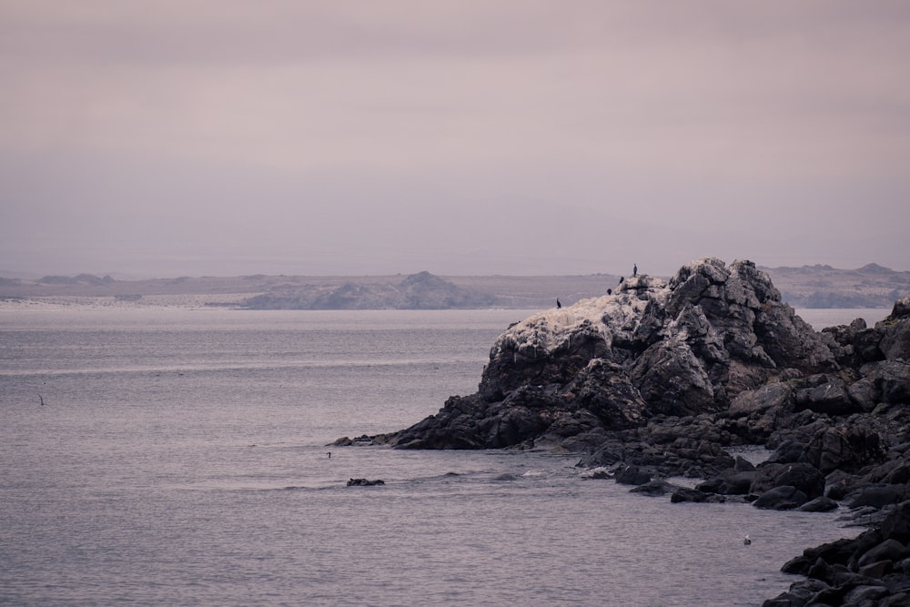 a group of birds sitting on top of a rocky outcropping