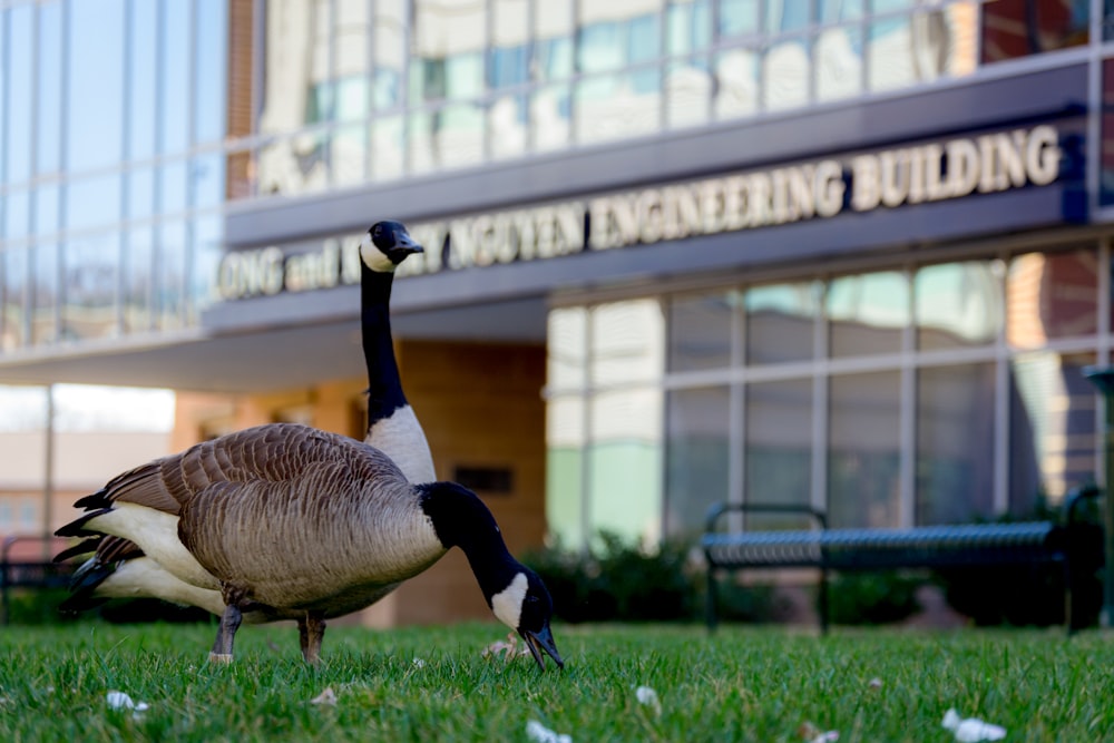 a goose standing in the grass in front of a building