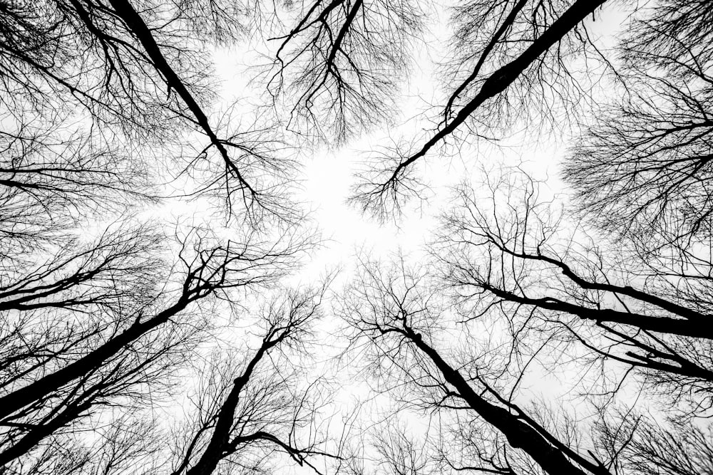 looking up at the tops of tall trees