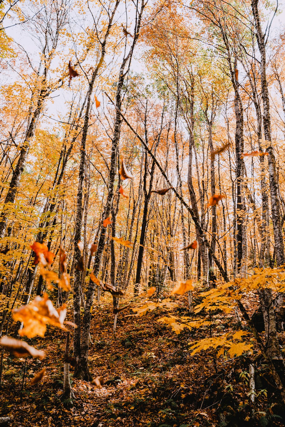 a forest filled with lots of trees covered in leaves